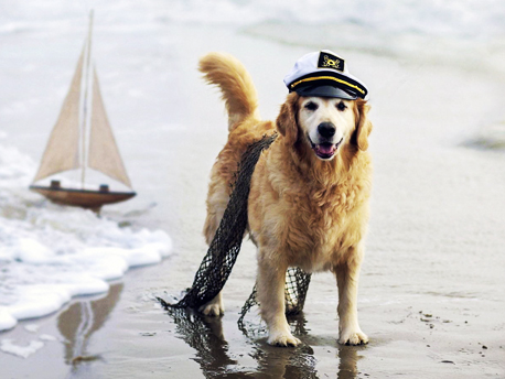 Spiagge Per Cani In Toscana Villaggio Turistico Follonica