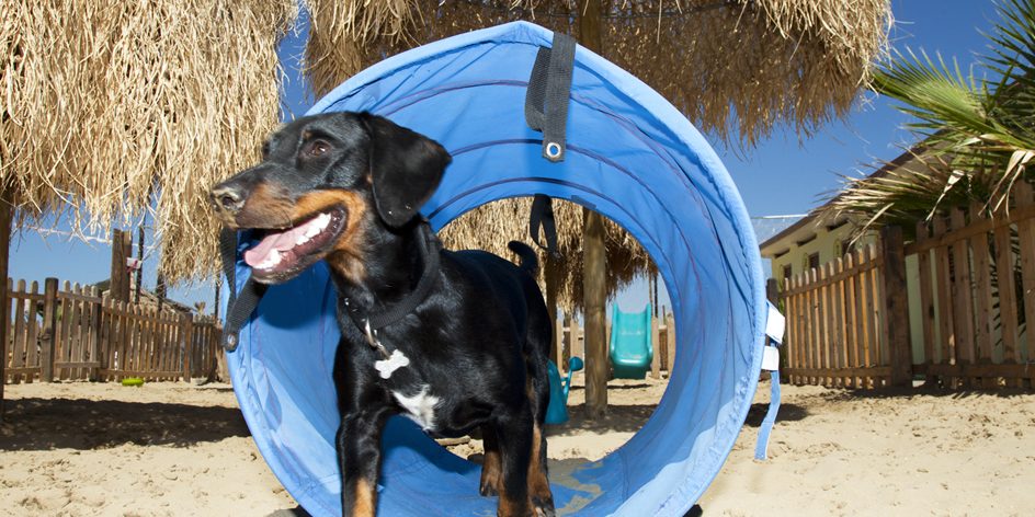 Spiagge Per Cani Toscana