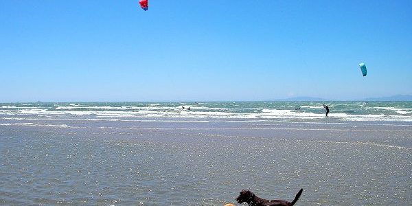 Spiagge Per Cani In Toscana Villaggio Turistico Follonica