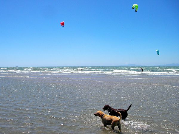 spiagge per cani in toscana